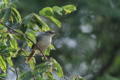 Prinia sylvatica