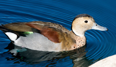Callonetta leucophrys