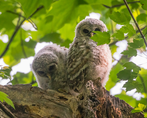 Barred Owl photographed in Virginia