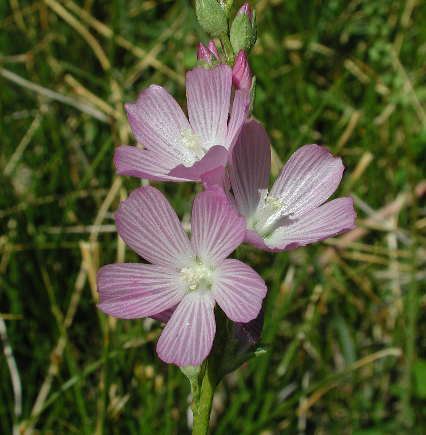 Sidalcea covillei