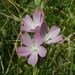 Owens Valley Checkerbloom - Photo (c) Lblakely, some rights reserved (CC BY-SA)