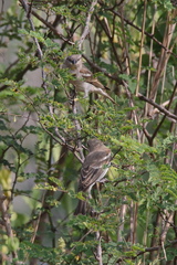Gymnoris xanthocollis