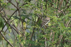 Gymnoris xanthocollis