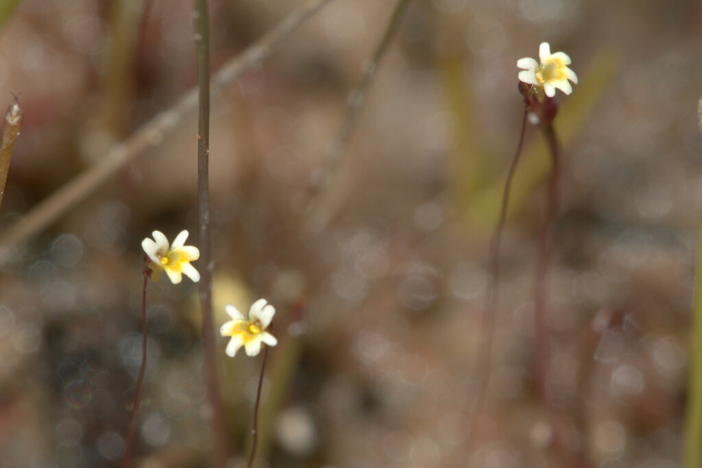 Utricularia quinquedentata F.Muell. ex P.Taylor