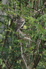Gymnoris xanthocollis
