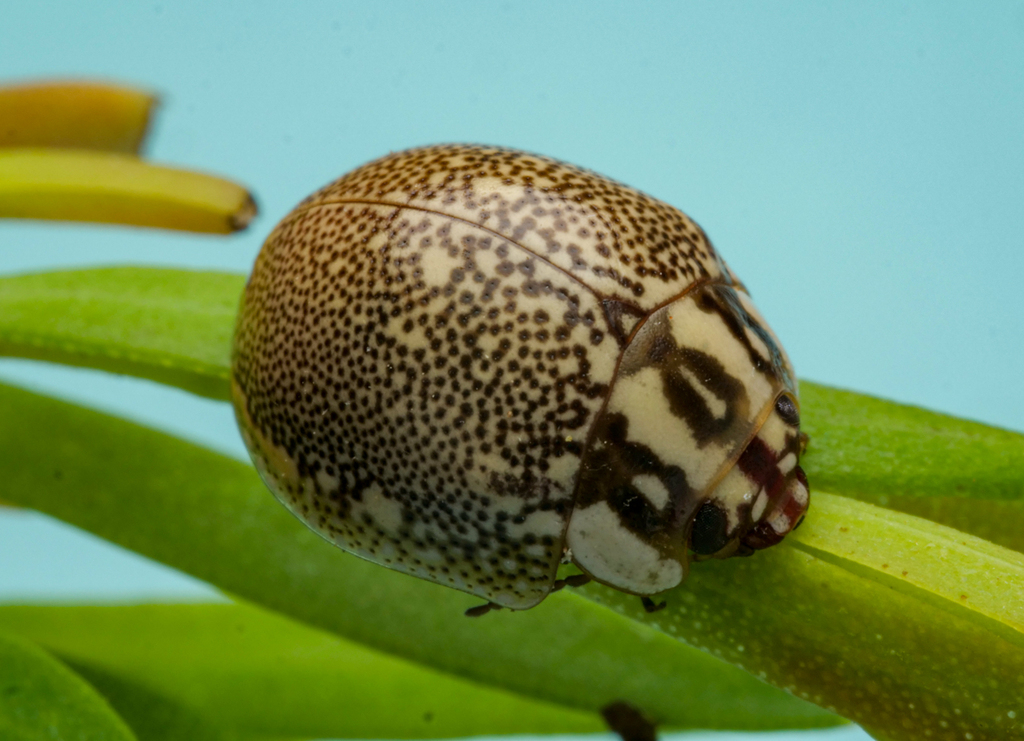 Paropsis paphia