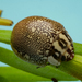 Paropsis paphia - Photo (c) Gunter Maywald, some rights reserved (CC BY-NC), uploaded by Gunter Maywald