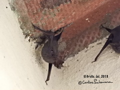 Balantiopteryx plicata