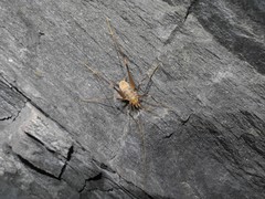 Dolichopoda azami ligustica