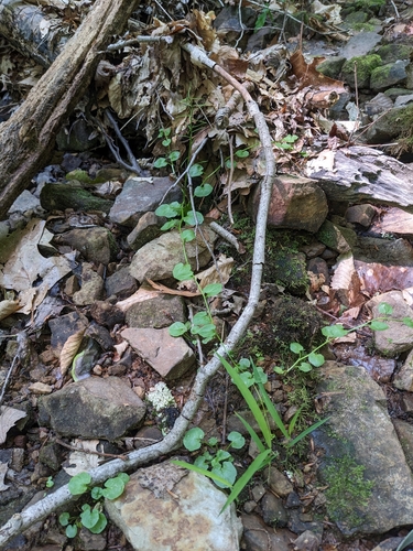 Image of Cardamine rotundifolia by (c) Alaina Krakowiak, some rights reserved (CC BY)