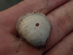 Laevicardium substriatum