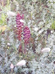 Orobanche sanguinea