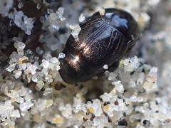 Hypocaccus lucidulus