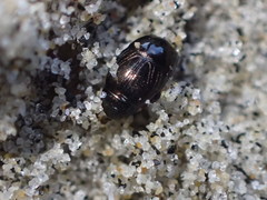 Hypocaccus lucidulus