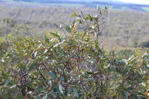 Image of Eucalyptus cornuta by (c) Em Lamond, some rights reserved (CC BY)