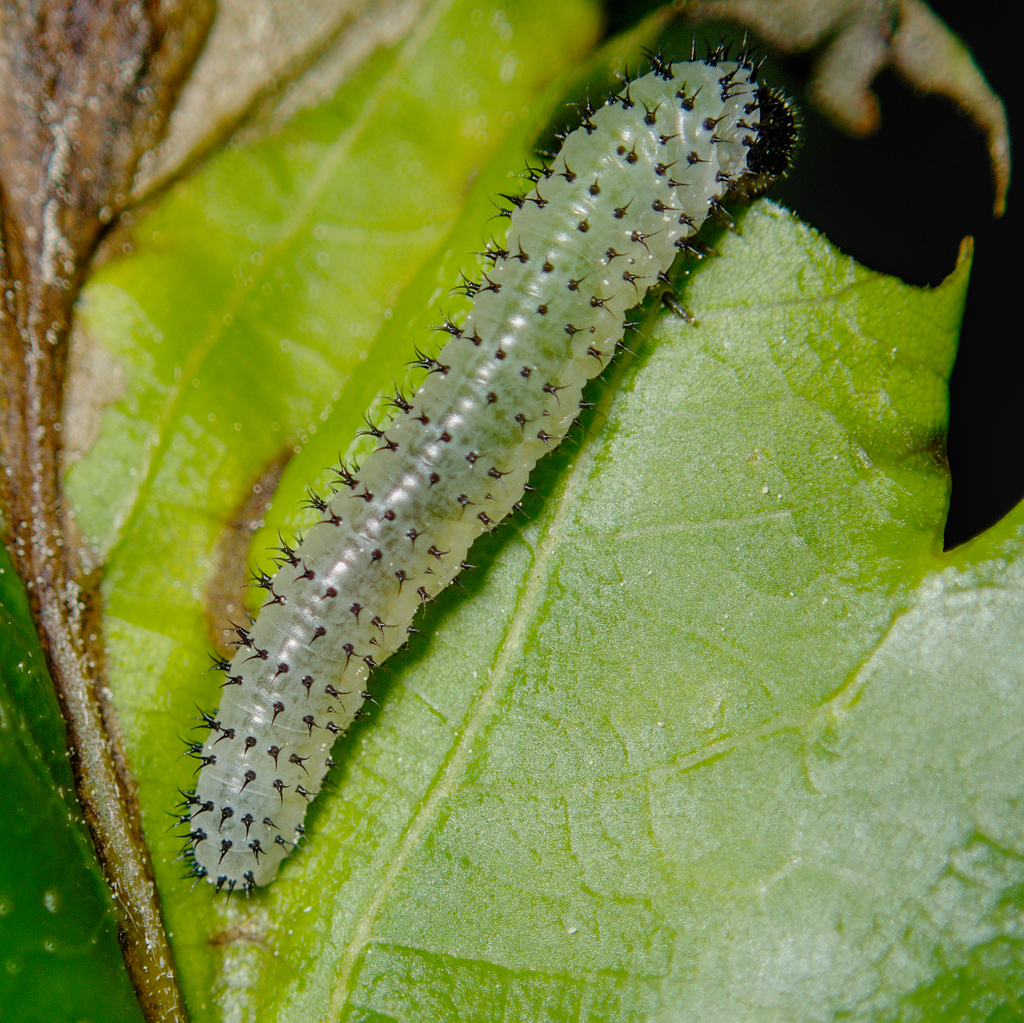 Blennocampini