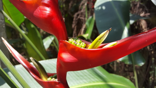 Heliconia farinosa