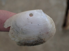 Periploma planiusculum