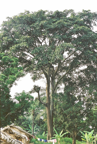 Iroko