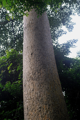 Iroko
