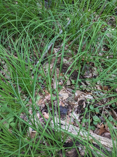Image of Cardamine rotundifolia by (c) Alaina Krakowiak, some rights reserved (CC BY)