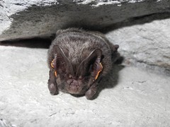 Barbastella barbastellus