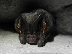 Barbastella barbastellus