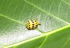 Psyllobora variegata