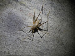 Dolichopoda azami ligustica