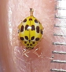 Psyllobora variegata