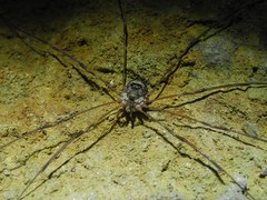 Amilenus aurantiacus