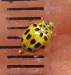 Psyllobora variegata