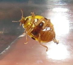 Psyllobora variegata