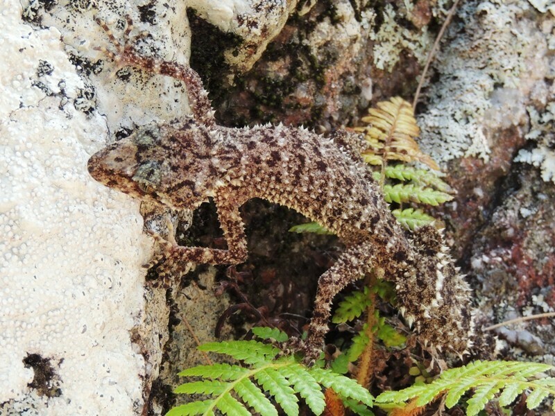 Phyllurus ossa from Eungella Hinterland QLD 4741, Australia on 2014년 10월 04일 (토) at 09:27 오전 by Graham Armstrong... 