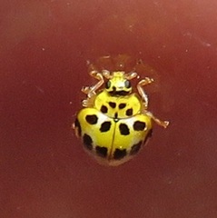 Psyllobora variegata