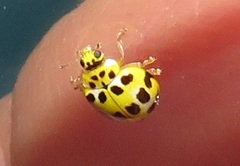 Psyllobora variegata