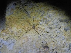 Amilenus aurantiacus