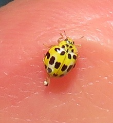 Psyllobora variegata