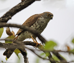 Accipiter minullus