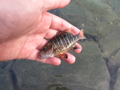 Lutjanus argentimaculatus