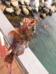 Sebastiscus marmoratus