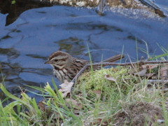 Melospiza melodia image