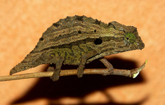 Bearded Pygmy Chameleon photo 3