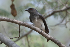 Dicrurus caerulescens