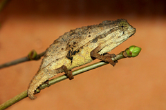 Bearded Pygmy Chameleon photo 1