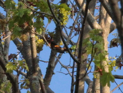 Setophaga ruticilla image
