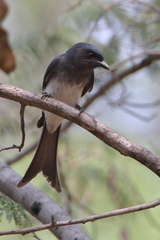 Dicrurus caerulescens