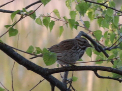 Melospiza melodia image