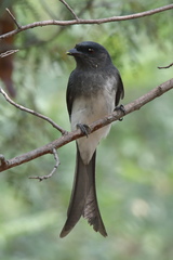 Dicrurus caerulescens