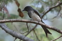 Dicrurus caerulescens